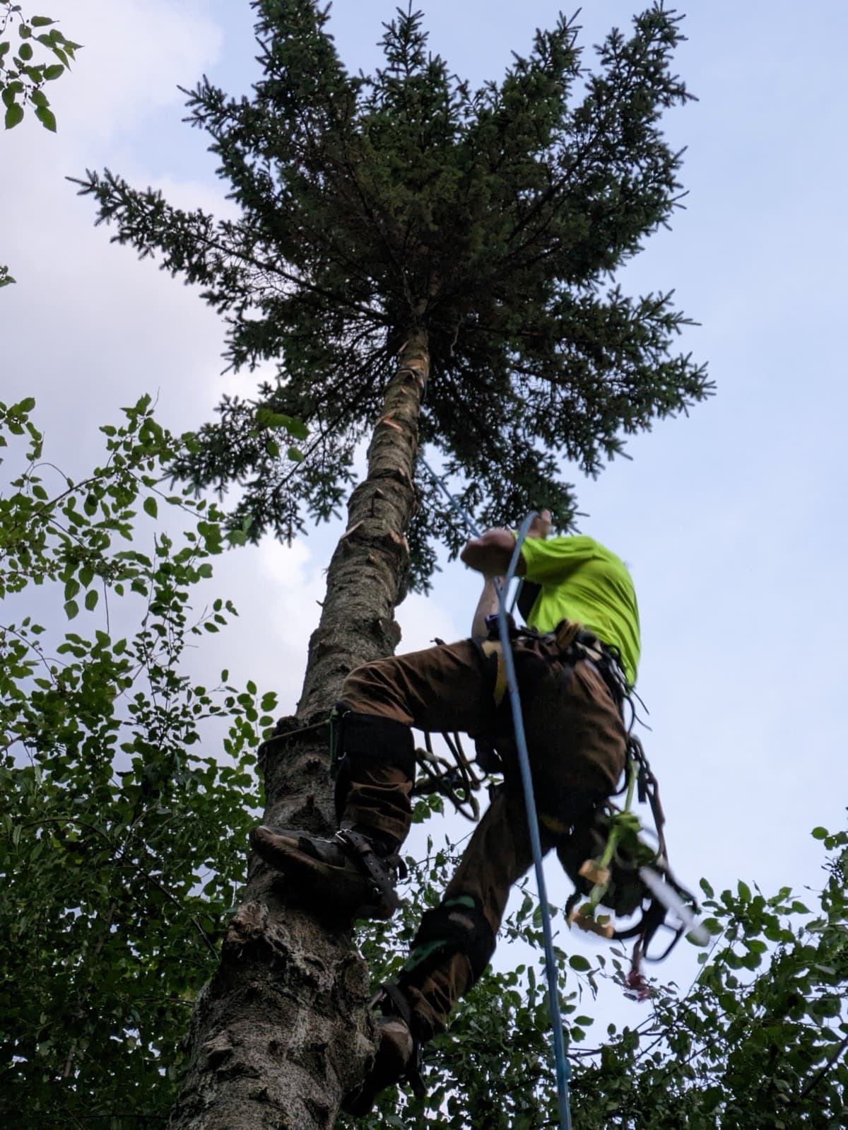 Arborist climbing a tall tree for removal in central Wisconsin