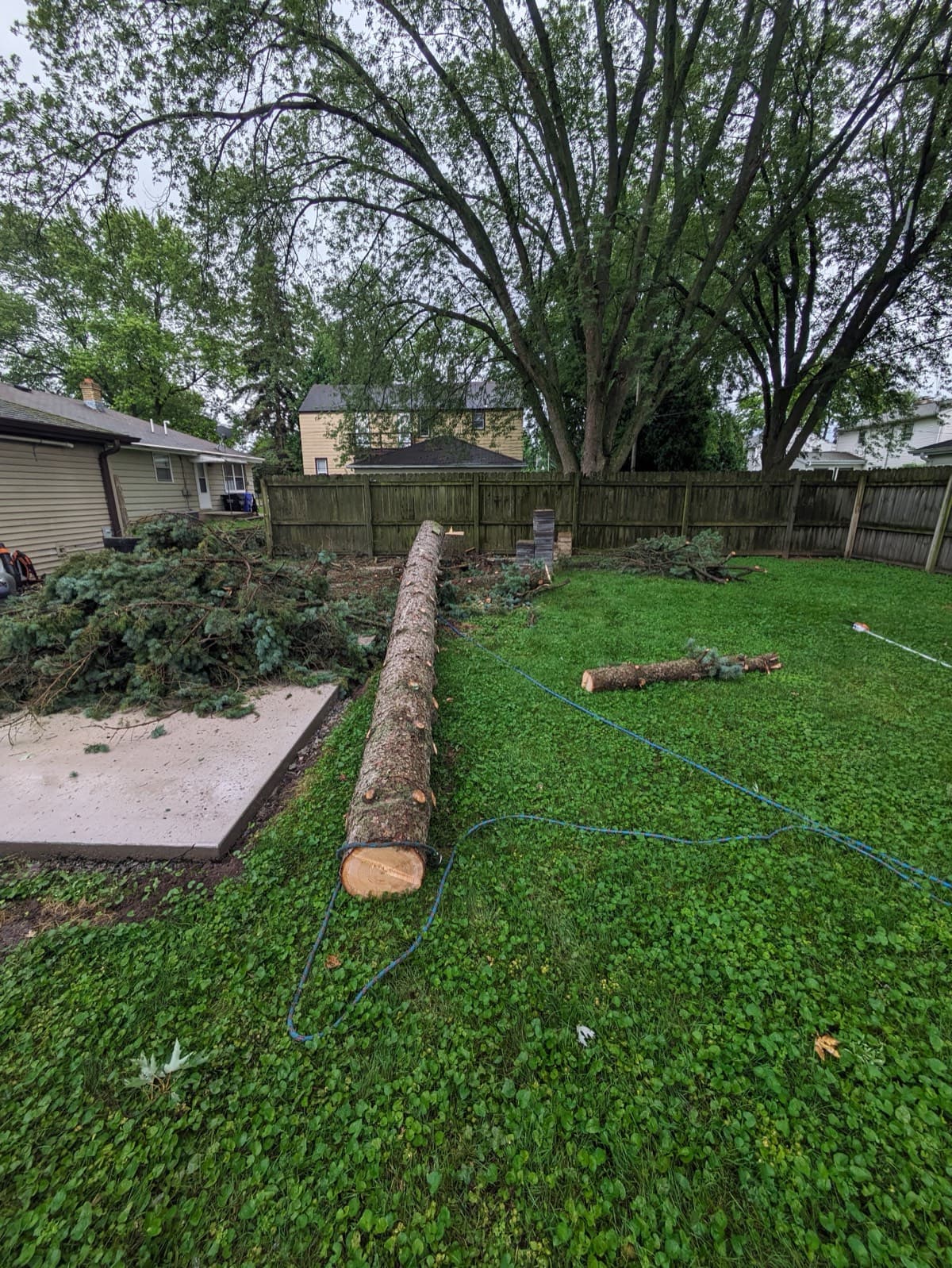 Large felled tree trunk in a residential backyard after removal