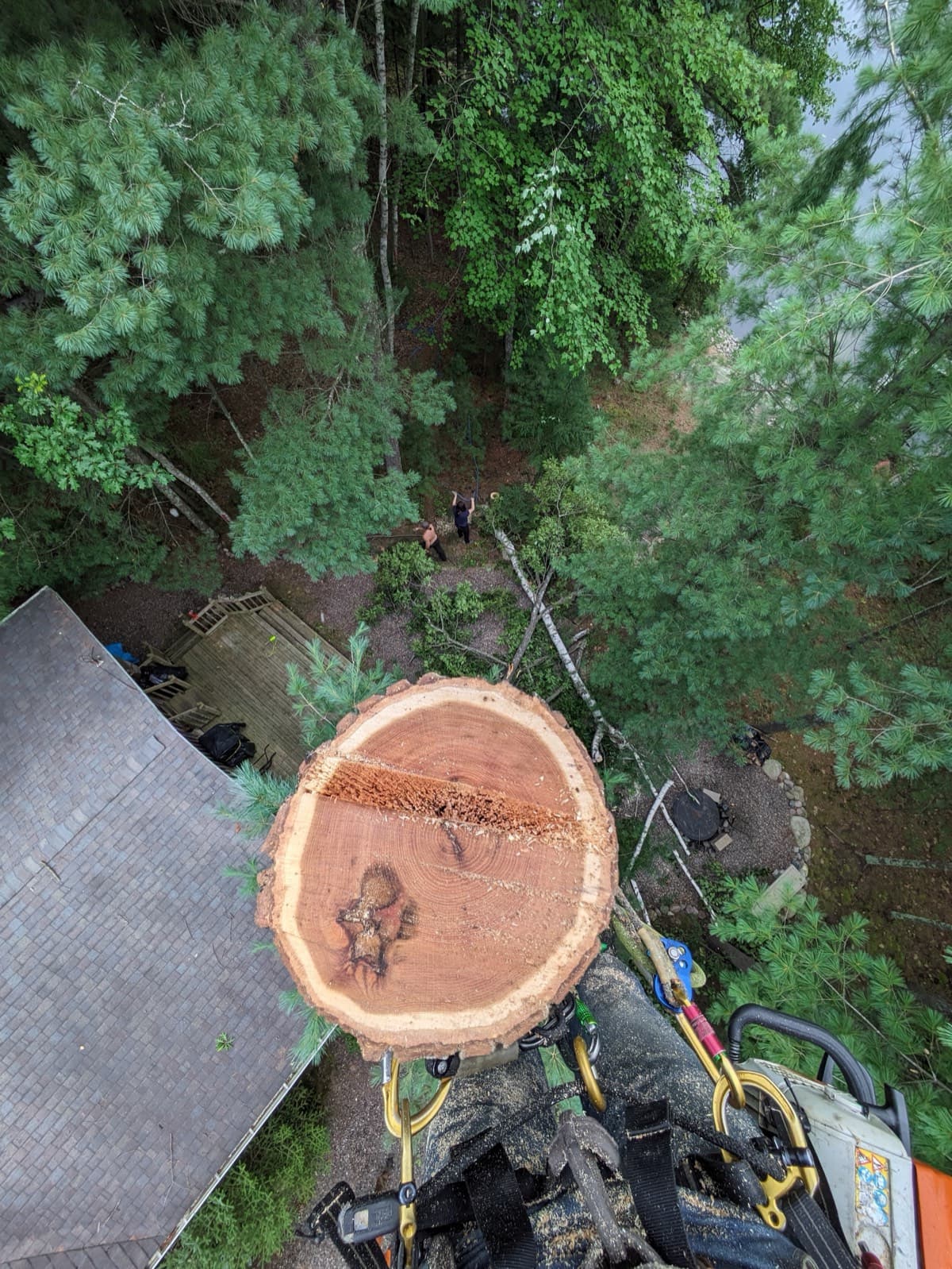 Large trunk cross-section lowered during professional tree removal