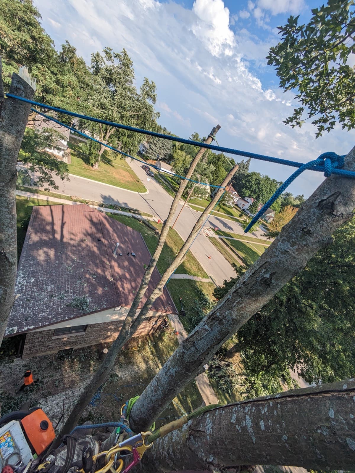 Aerial view of rigging during residential tree service work