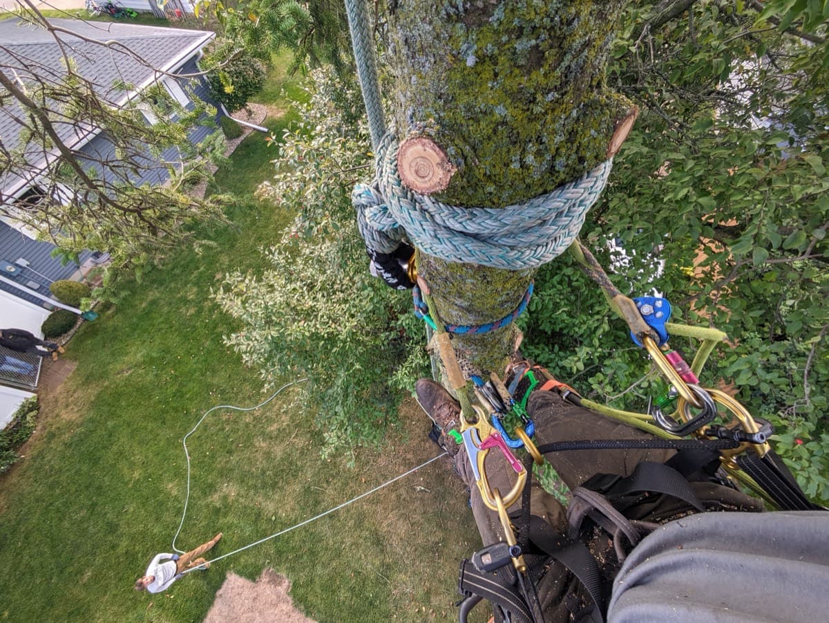 Tree removal rigging gear used for controlled branch lowering
