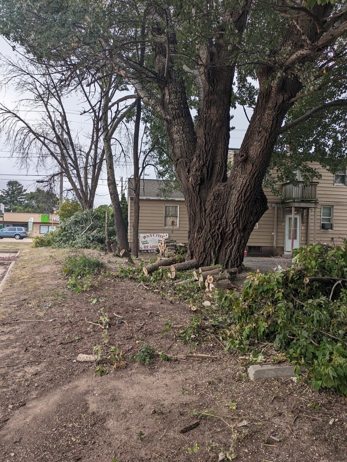 Commercial lot clearing and tree removal project