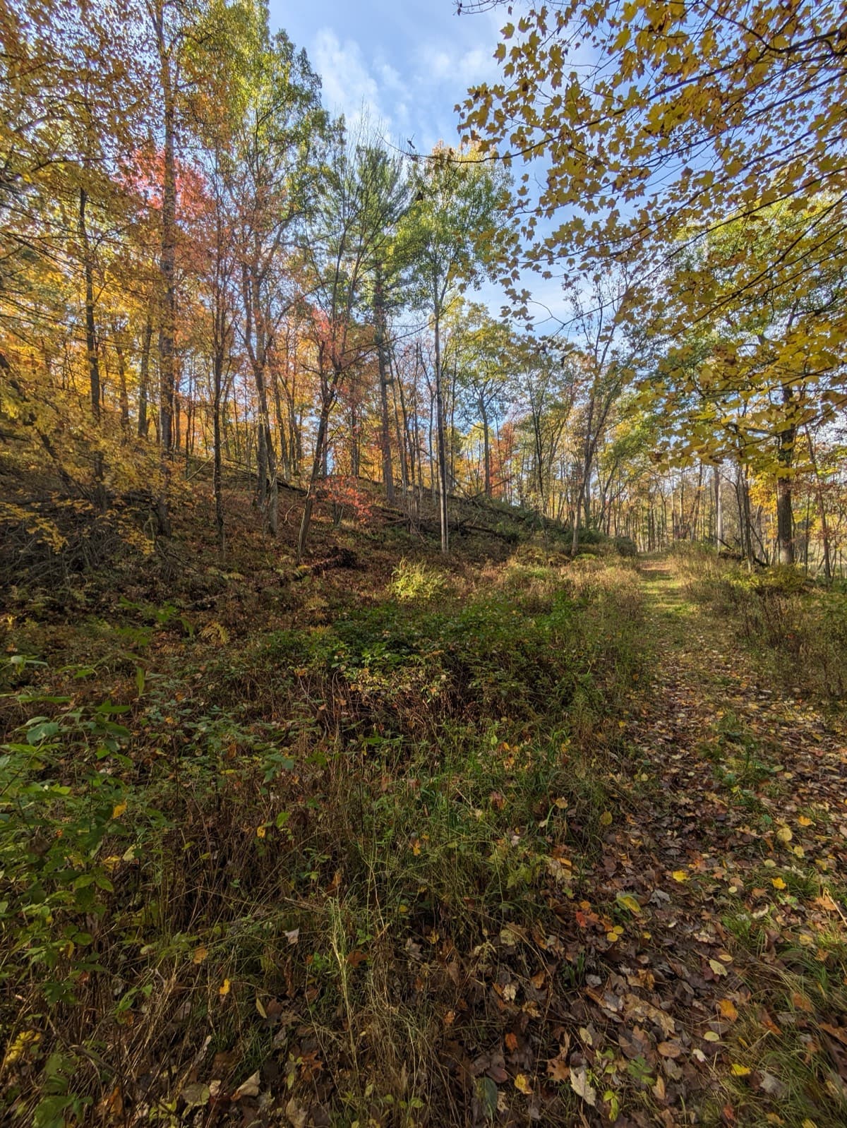 Fall land clearing assessment in a wooded Wisconsin property