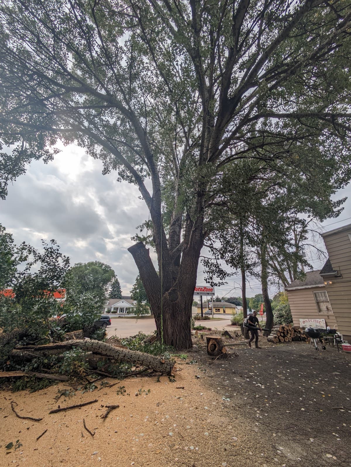 Large tree service job with professional equipment on site