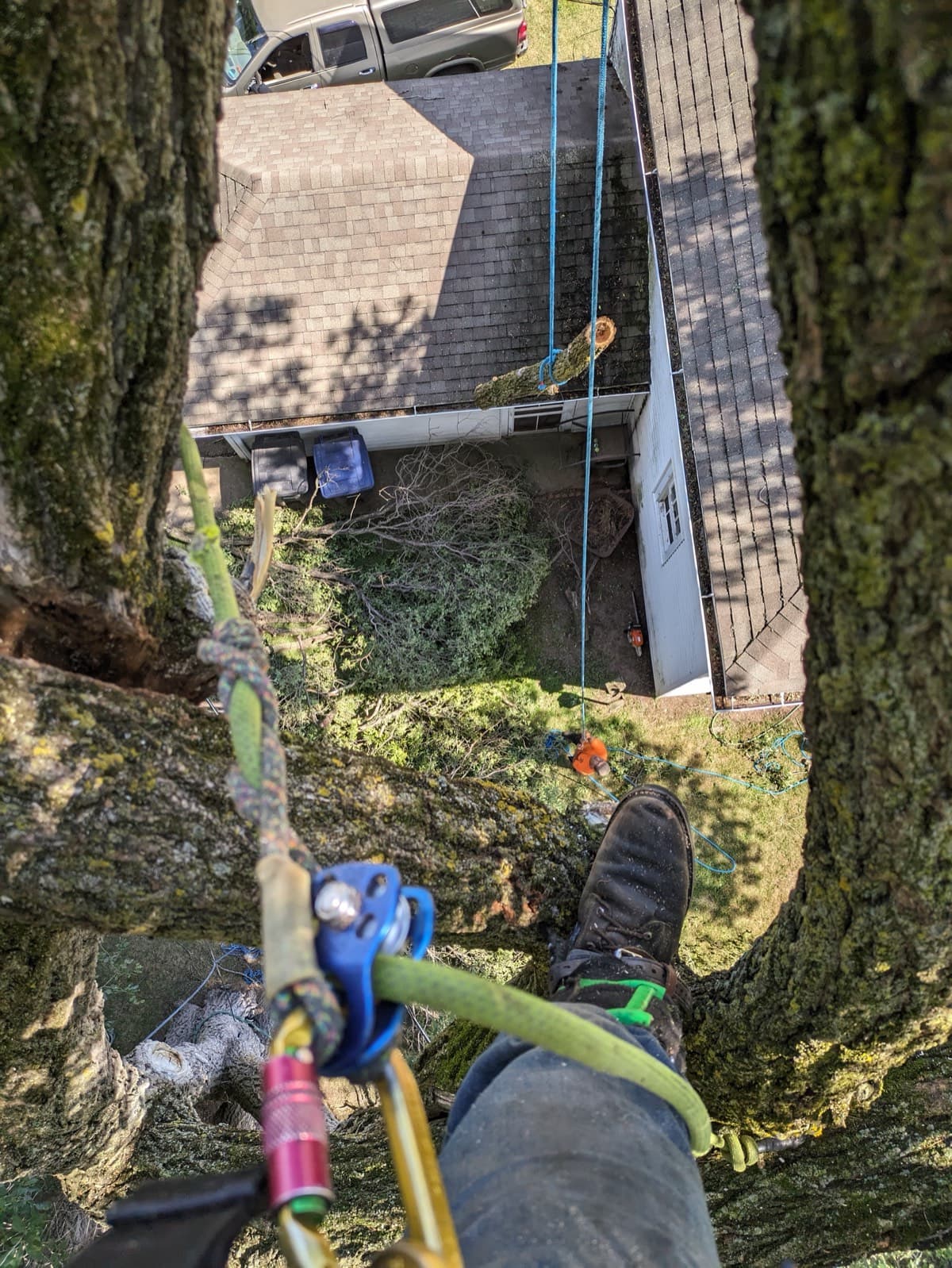 Arborist view looking down from a treetop at the crew below
