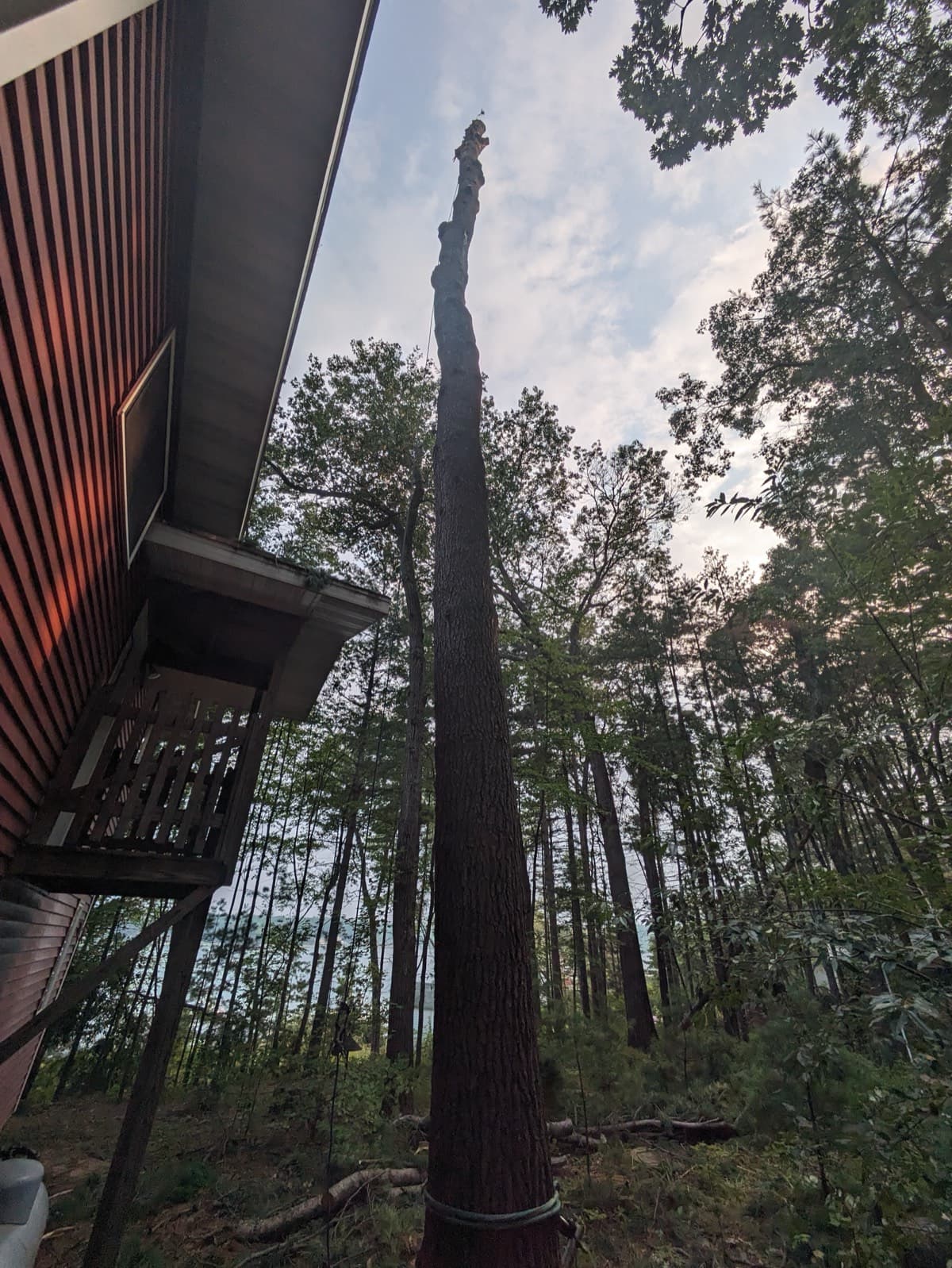 Tall tree trunk prepared for removal near a building